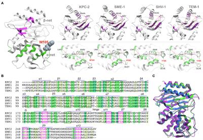 The Role of Hydrophobic Nodes in the Dynamics of Class A β-Lactamases